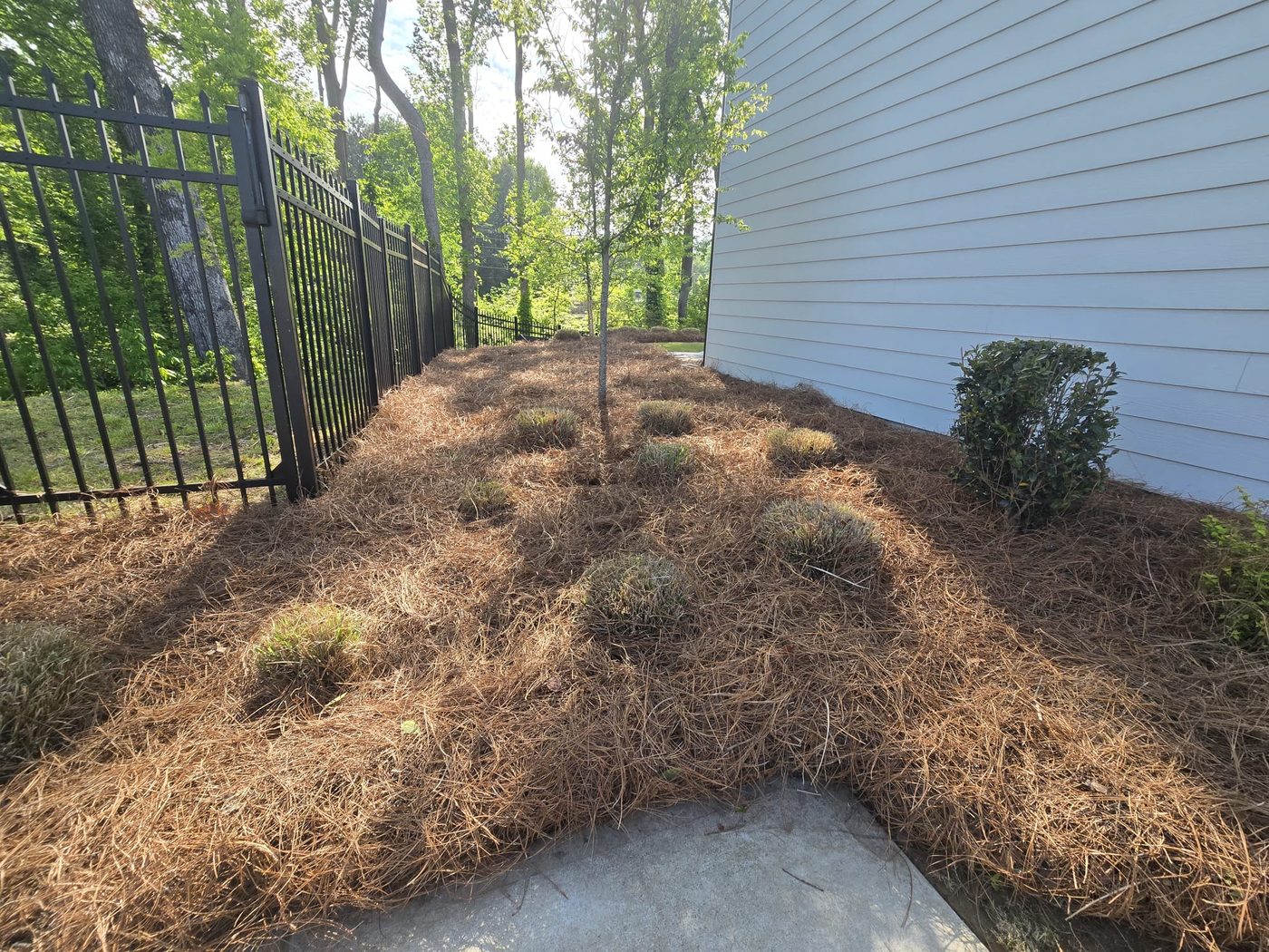 Long pinestraw bed with monkey grass tufts