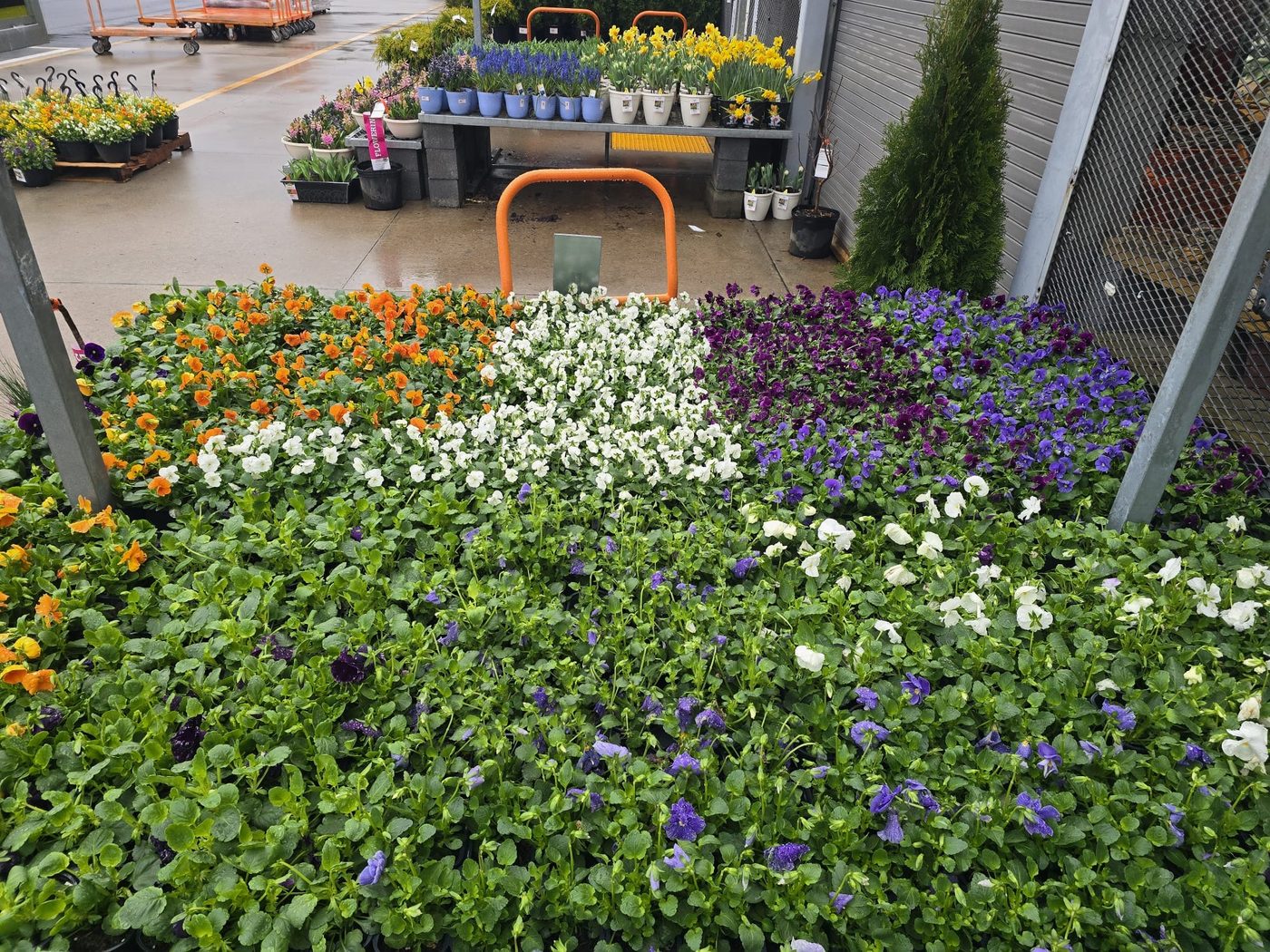 Fresh pansies at nursery